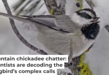 Mountain chickadees are unusual in having more complex calls than songs. Vladimir Pravosudov